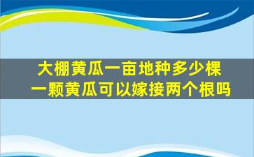 大棚黄瓜一亩地种多少棵 一颗黄瓜可以嫁接两个根吗